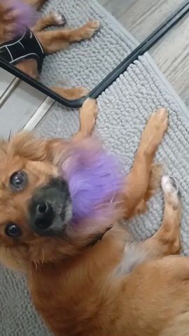 A small, brown, long-haired dog lies on a gray mat in a bathroom. The dog has a purple faux fur collar around its neck, and is wearing a black harness. The dog looks up at the camera. The camera is pointed down at the dog and the surroundings. The camera angle changes and shows the dog in the reflection of a mirror. The background includes gray wood-look flooring and a few toiletries near the base of the mirror. A person’s legs are seen reflected in the mirror. The dog licks the person’s leg in the mirror.