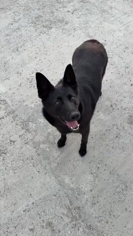 This is a short video clip of a black German Shepherd dog standing on a light-colored, rough surface, possibly concrete or gravel. The dog is looking up towards the camera with its mouth open and tongue slightly out, suggesting it might be panting or excited. Its ears are perked up. The lighting appears to be natural, suggesting it is daytime. The background is out of focus, but the surface the dog is standing on appears to be flat and open. There is no visible text in the media. The overall impression is of a happy and alert dog in an outdoor setting.