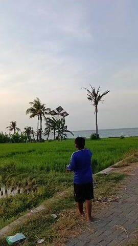 Here is a concise description of the video: 

A young boy, dressed in a blue shirt and black shorts, stands on a brick path facing a lush, green rice paddy field. Behind the field, a line of palm trees sways gently, with the ocean visible in the distance under a soft, overcast sky. The boy appears to be playing with something in his hands, making throwing motions but not releasing anything noticeable. The scene captures a quiet, natural setting where the boy is engaged in a simple, solitary activity.