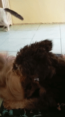 Cats and dogs going about their day in Balikpapan