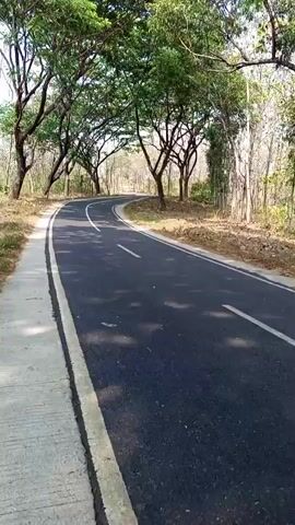 The video captures a scenic view of a winding asphalt road bordered by lush green trees that form an archway over the path. The road has a white line dividing the lanes. To the left of the road, there is a concrete sidewalk. The surrounding environment is natural, with trees and dry foliage visible on either side of the road. The branches of the trees extend over the road, creating a shaded canopy. The sky is visible through the leaves, suggesting it is daytime, and the lighting indicates fair weather. The overall impression is one of tranquility and natural beauty, perhaps a rural or park-like setting. There is no visible text in the video. The location is identified as Kalipare, Indonesia, which provides context for the type of vegetation and environment. The video appears to be a static shot, possibly from a moving vehicle or tripod, showcasing the atmospheric road through the trees.
