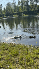 Summer day unfolds at Krasnoyarsk waterfront with ducks and beachgoers