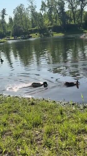 Summer day unfolds at Krasnoyarsk waterfront with ducks and beachgoers