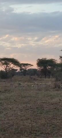 The video shows a herd of gazelles grazing in a savanna during a colorful sunset. The sky is filled with clouds tinged with orange and yellow, as the sun sets behind a cluster of trees in the distance. The landscape is dry with scattered trees and low vegetation. The camera pans upward to capture the full expanse of the sky and the setting sun.
