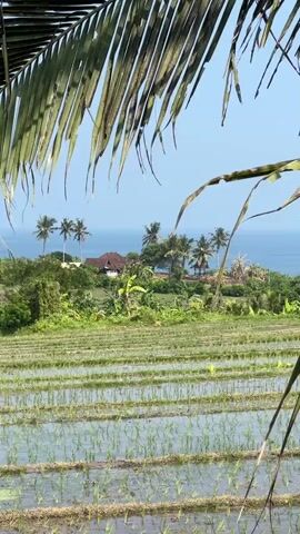 A vertical video captures a view of rice paddies in the foreground, with rows of young rice plants in water. Palm fronds are visible in the immediate foreground, obscuring parts of the view. In the mid-ground, there is lush green vegetation, including trees and a building with a reddish-brown roof. Beyond the vegetation, the blue ocean is visible, meeting the horizon under a clear blue sky. There are several palm trees scattered throughout the scene. The video is static with no discernible movement or activity.