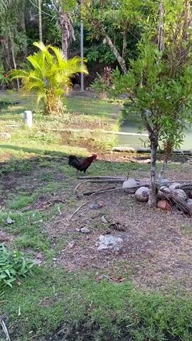 A rooster with black and red plumage walks across a grassy area near a pond. In the background, lush green trees and plants surround a body of water. A small, open-sided structure with a red roof is visible on the far side of the pond, with a building behind it. Several coconuts are scattered on the ground in the foreground.