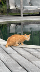 Cat, hillside views, stone bath observed at Indonesia residence