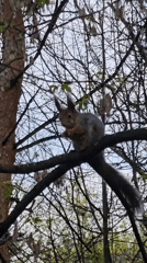 Eurasian red squirrel filmed feeding in Khimki tree