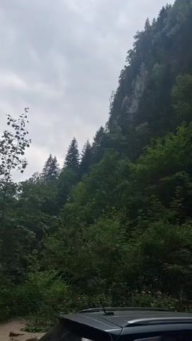A vertical video captured from inside a moving vehicle shows a steep, rocky mountainside covered in dense green foliage. The sky above is overcast and hazy, contributing to the dim lighting of the scene. The lower portion of the video reveals the roof and antenna of the vehicle, indicating the perspective is from within. The camera pans slowly upward, revealing the rugged texture of the rock face interspersed with patches of grass and moss. Numerous trees of varying sizes, predominantly evergreens, cling to the slopes, creating a lush, verdant canopy that partially obscures the rock. The overall impression is one of a natural, somewhat wild landscape, likely in a mountainous region.