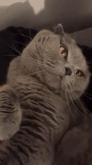 Cat owner documents evening with Scottish Fold in Strasbourg apartment