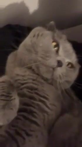 Cat owner documents evening with Scottish Fold in Strasbourg apartment
