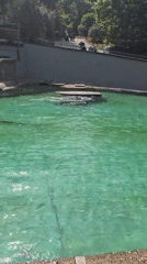 Park visitors observe animals swimming in landscaped recreational facility