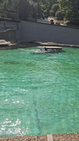 Park visitors observe animals swimming in landscaped recreational facility