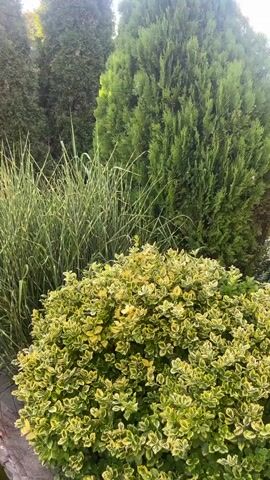 The video shows a close-up view of a lush garden area with a variety of plants. In the foreground, there is a bushy plant with variegated green and yellow leaves. Behind it, tall, slender trees with dark green foliage rise up, creating a natural backdrop. To the left of the foreground bush, there is a clump of tall, ornamental grass with striped leaves, adding texture and visual interest. The overall impression is one of a well-maintained and vibrant garden space. The lighting suggests it is daytime, possibly late afternoon, as there are hints of sunlight filtering through the leaves. There are no people visible in the video, and no actions or interactions are depicted.