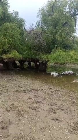 A video displays a still, murky body of water with muddy shores. The water is covered in patches of green aquatic vegetation, with a few bare, dead trees protruding from it in the distance. On the left side of the frame, several large, leafy trees stand partially submerged, their branches reaching out over the water. The sky above is overcast and gray, suggesting a cloudy day, possibly early morning or late afternoon. The overall scene evokes a sense of tranquility and perhaps a touch of melancholy due to the dead trees and the muted colors. The location is identified as "Калыс-Ордо жаңы курулушу, Kyrgyzstan," indicating a new development area in Kyrgyzstan. There is no visible text in the video.