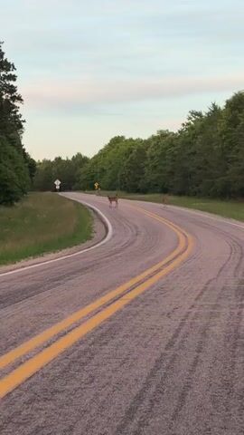 The video shows a paved road with a double yellow line dividing the lanes. Two deer are standing on the road. The deer on the left is facing towards the camera, while the deer on the right is facing away from the camera. The road is curved and surrounded by trees and grass. The sky is visible in the background and appears to be a light blue with some clouds. There are traffic signs visible on the side of the road. The video is short and appears to be taken from a moving vehicle.