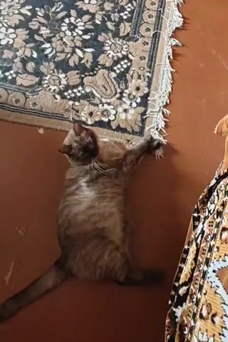 A brown cat with white fur on its chest and belly is lying on its back on a brown floor next to a rug. The cat is stretching its front paws and appears to be scratching the fringe of the rug. The rug has a floral pattern with black, white, and tan colors. The floor is a plain brown color.
