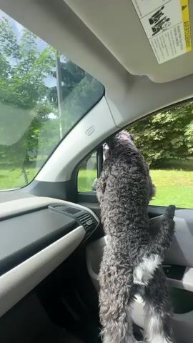 A shaggy gray dog with white markings on its chest and hind legs is standing on the passenger seat of a car, looking out the open window. The dog's back is to the camera, and it is leaning forward, with its head and paws resting on the window frame. The car's interior is visible, with a light-colored dashboard and a gray seat. Outside the window, lush green trees and grass are visible, suggesting a rural or suburban setting. The sky is partly cloudy, and the sunlight indicates it is daytime. The overall mood appears to be one of curiosity and excitement from the dog. The scene is set in Lapės, Lithuania. The time of day is daytime. Visible text includes "AIRBAG" on the car's interior pillar and some illegible text on the sun visor.