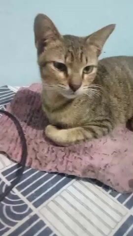 A tabby cat with green eyes is lying down on a pink pillow. The cat is looking at the camera. The background is a light blue wall.