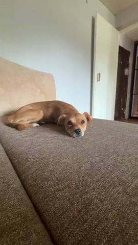 A small brown dog with floppy ears lies on a brown textured couch. The dog's head is lowered, and its eyes are looking directly at the camera. The background shows a beige upholstered headboard of the couch and a white door with a horizontal handle. The lighting is dim.