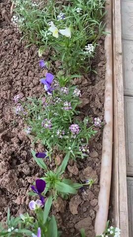 The video offers a close-up, overhead perspective of a cultivated garden bed. The dark brown soil appears freshly tilled or planted, providing a contrasting backdrop for the various flowering plants. Along the right edge of the garden bed, a light-colored wooden or plastic border separates the plants from a section of grey, patterned paving stones, possibly part of a path or patio.

The garden bed is predominantly filled with pansies (Viola x wittrockiana) in several vibrant colors, including deep purple, lighter purple with distinct yellow centers, and white with yellow centers. These larger blossoms are interspersed among clusters of smaller plants featuring numerous tiny white flowers, consistent with sweet alyssum (Lobularia maritima). Some sections also display plants with small purple flowers, possibly another variety of alyssum or a similar ground cover. The plants are arranged in an informal, yet deliberate, planting scheme.

The camera executes a slow, smooth pan across the length of the garden bed, allowing viewers to observe the details of the flowers and the arrangement. The scene is brightly illuminated by natural daylight, indicating it is daytime. There are no people visible in the frame, and no visible text appears in the video. The audio track features spoken Russian, with a voice stating, "It's clear they're going straight into the garden. Clean, clean," which suggests an ongoing gardening activity, possibly planting, in the location of Shud'ya, Russia.