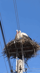 White storks observed nesting on utility pole in Bulgaria