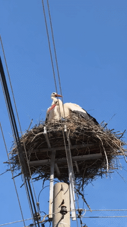 White storks observed nesting on utility pole in Bulgaria