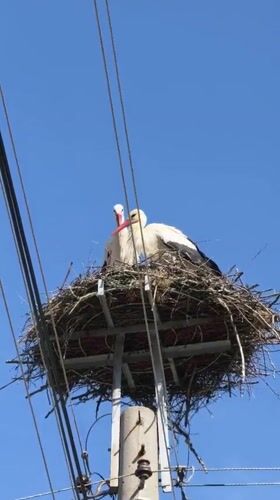 White storks observed nesting on utility pole in Bulgaria