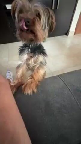 The video shows a small, scruffy dog, possibly a Yorkshire Terrier mix, standing on its hind legs. The dog is looking upwards towards the camera. It has brown and black fur and is wearing a collar. The dog is standing in front of a person sitting on a grey sofa. The person's leg, clad in shorts and a sock, is visible to the left of the dog. Behind the dog is a light-colored tiled floor and a dark brown cabinet. The camera angle is slightly low, looking up at the dog. An audio track plays over the video.
