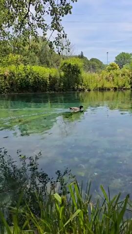 A mallard duck swims across a clear, shallow body of water. The duck is facing to the right and its head is slightly bowed as if it is looking for food. The water is so clear that the bottom of the lake bed is visible, with many rocks and some aquatic plants. The lake is surrounded by lush green trees and vegetation. The sky is bright blue with a few wispy clouds. There are also some distant buildings and a tall pole with a light fixture visible in the background. The foreground is filled with green grass and some dry leaves.