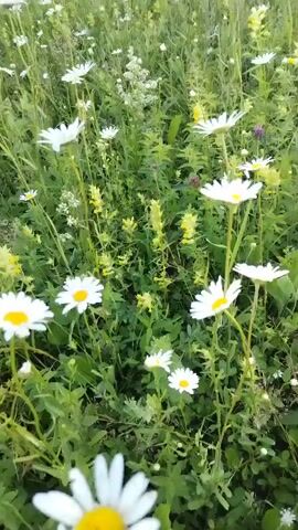This is a video of a meadow filled with daisies and other wildflowers. The camera pans across the field, showing the flowers swaying gently in the breeze. The sun is shining, and the sky is a mix of blue and white clouds. The overall mood of the video is peaceful and serene. The meadow appears to be in a rural area, with a line of trees visible in the distance on a gently sloping hill. The time of day appears to be late afternoon or early evening, given the soft, golden light. There are no people or man-made objects visible in the video, emphasizing the natural beauty of the scene. The video captures the essence of a tranquil summer day in the Russian countryside.