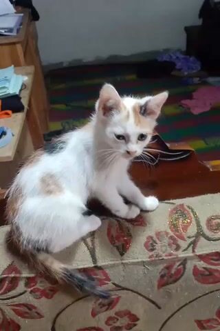 A kitten with white, orange, and brown fur is laying on its side on a patterned rug. The kitten is looking at the camera. There is a wooden table and some clothes in the background. The video is recorded from a slightly high angle.