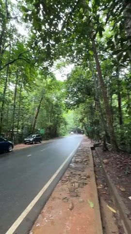The video shows a road winding through a lush green forest.  The road is asphalt, with a yellow line marking the edge and white lines in the center. There are two parked cars on the left side of the road, a blue sedan and a gray hatchback.  A person in a blue shirt and shorts stands by the side of the road near a parked motorcycle.  The ground alongside the road is reddish-brown.  The trees are tall and dense, creating a canopy over the road. The sky is overcast.