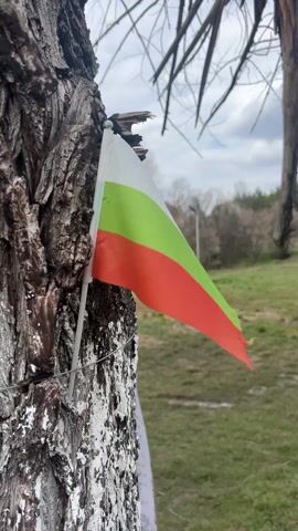 A small Bulgarian flag is stuck into the rough bark of a tree. The flag consists of three horizontal bands of white, green, and red. The bark of the tree is dark brown and white, with many rough ridges and grooves. The background shows a field of green grass, some trees in the distance, and a cloudy sky.