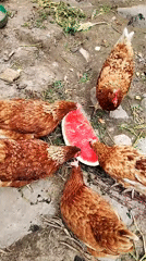 Morning life captured in 30 moments across Smolyan, Bulgaria