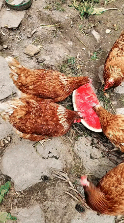 Morning life captured in 30 moments across Smolyan, Bulgaria