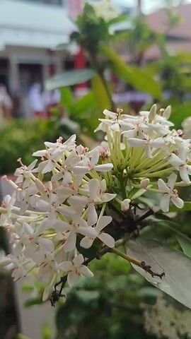 The video shows a close-up of a cluster of small white flowers with pink centers. The flowers are on a green stem, with green leaves in the background. The background is blurred, but appears to be an outdoor setting with some buildings and people visible. The camera is focused on the flowers, which are gently swaying.