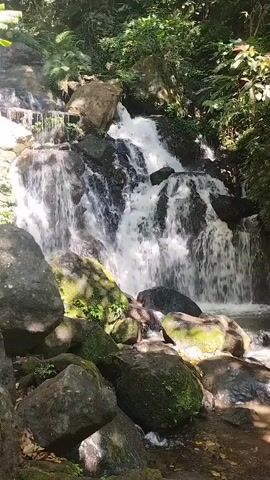 A video shows a cascading waterfall in a lush, green forest. Water tumbles over moss-covered rocks, creating a misty spray. Sunlight filters through the dense canopy of trees, illuminating the scene. The sounds of the rushing water and the chirping of birds can be heard.