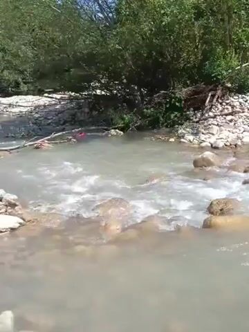 A video captures a river flowing through a wooded area. The water is murky and appears to be moving rapidly, with rocks visible along the riverbed and banks. Trees and foliage line the river, casting shadows on the water. In the middle of the river, a person in a red garment is visible struggling to stay afloat.