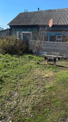 Residential scenes documented in Nogornyi include dog, house details