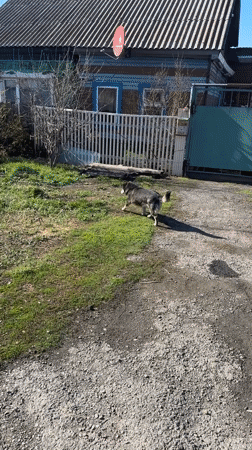 Residential scenes documented in Nogornyi include dog, house details