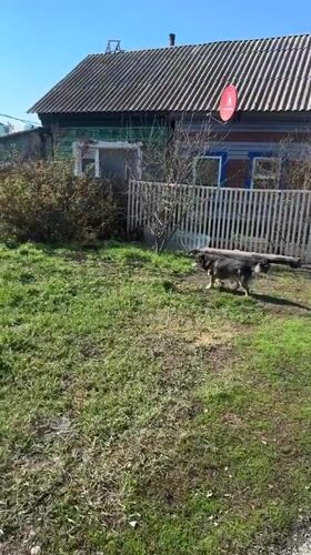 Residential scenes documented in Nogornyi include dog, house details