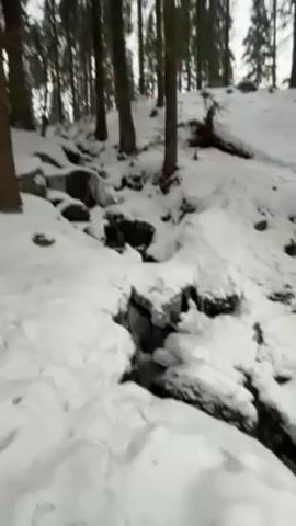 The video shows a snowy forest scene with a small stream running through it. The ground and surrounding area are covered in a thick layer of snow. Several tall, thin trees stand close together, their branches reaching towards the sky. The stream is partially iced over, with small icicles hanging from the snow-covered rocks along its banks. A fallen tree branch rests on the snowy slope. The light is dim, suggesting an overcast day. There are no people or animals visible in the video. The only sound is the gentle flow of the water in the stream.