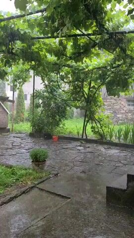 A steady rain falls in an outdoor courtyard with a stone patio. Overhanging grapevines with green leaves provide some shelter, but rain is visible falling through them. A small orange bucket sits on the patio, and a potted plant with green foliage is visible in the foreground. Beyond the patio, there is a patch of green grass with some plants and a stone building with windows. A structure covered in white plastic is also visible in the background, along with a greenhouse or cold frame. The overall scene is one of a rainy day in a rural or garden setting.