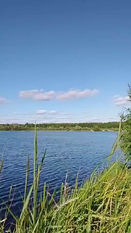 The video shows a body of water under a clear blue sky with scattered white clouds. The water is rippling, suggesting a slight breeze. Tall green grass is in the foreground on the right side of the frame, obscuring the shore. The opposite bank of the water is lined with trees. The camera appears to be stationary.