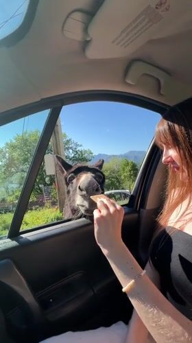 Woman feeds donkey through car window in Montenegro