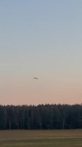 A lone bird is captured in flight across a serene sky. The bird, silhouetted against the soft hues of dawn or dusk, appears in the upper third of the frame, its wings outstretched. Below the bird, a dense line of dark green trees forms a horizon, suggesting a forest edge. The sky transitions from a pale blue at the top to a warm, muted pinkish-orange near the treeline. The foreground consists of a grassy field, muted in color, adding depth to the tranquil landscape. No people are visible in the frame.