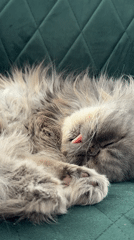 Gray cat sleeps with tongue out in Baranovka, Russia