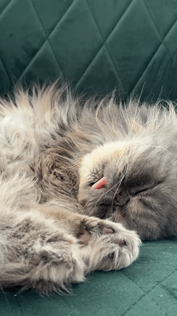 Gray cat sleeps with tongue out in Baranovka, Russia