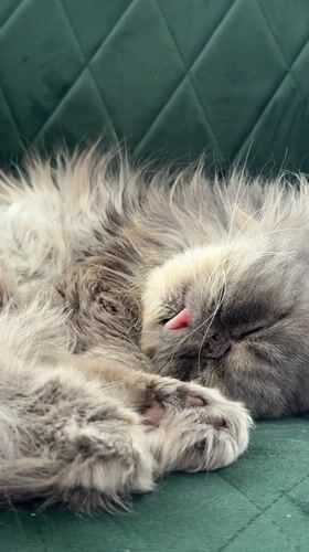 Gray cat sleeps with tongue out in Baranovka, Russia